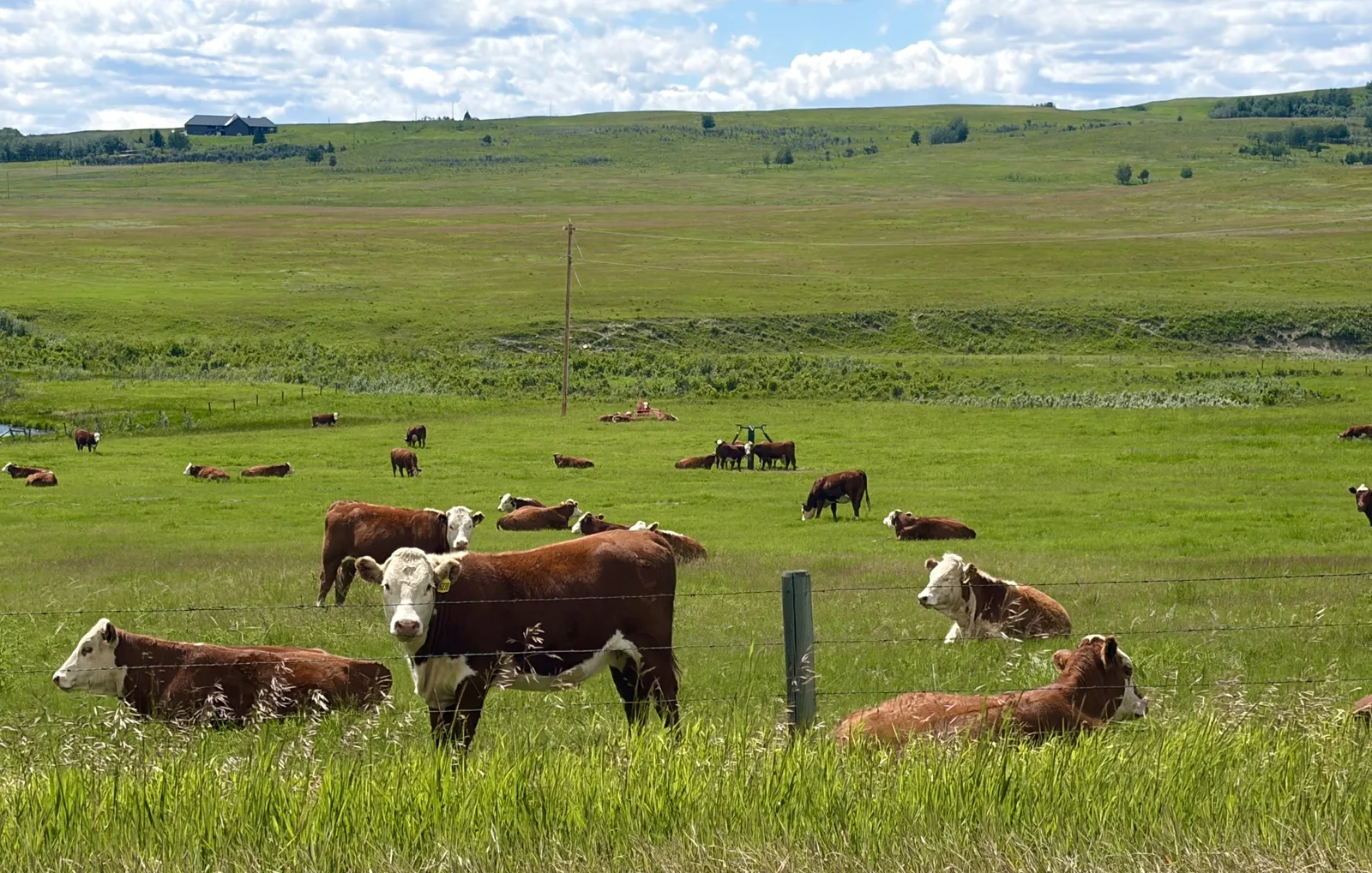 Grand Valley & Horse Creek near Cochrane, Alberta