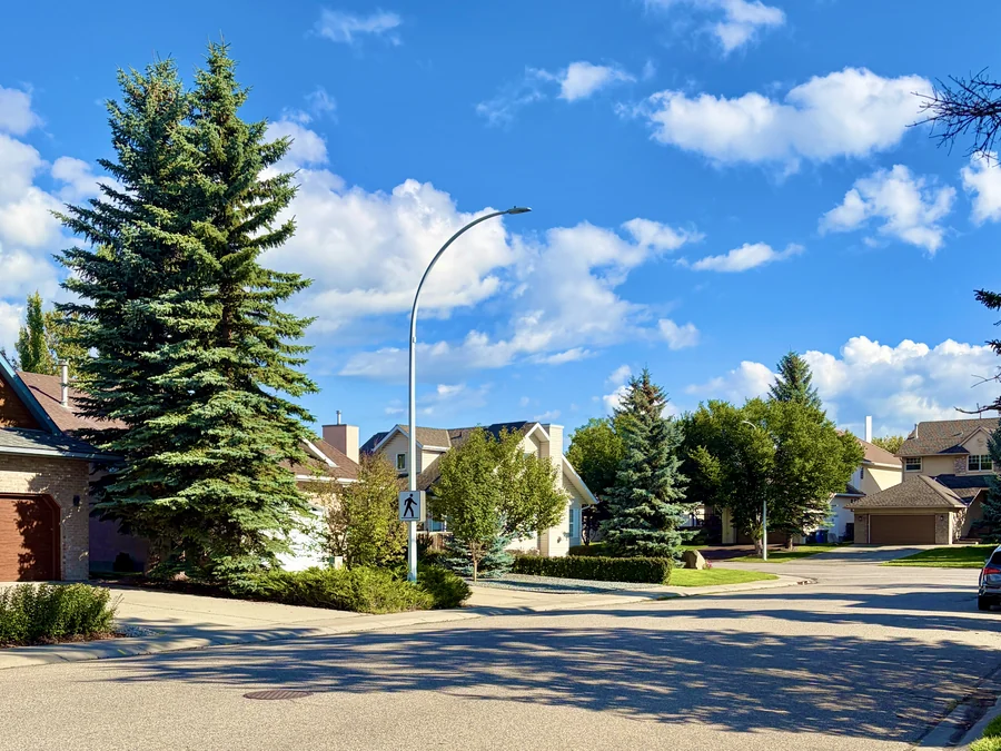 Residential street with mature spruce in Bow Meadows, Cochrane, Alberta