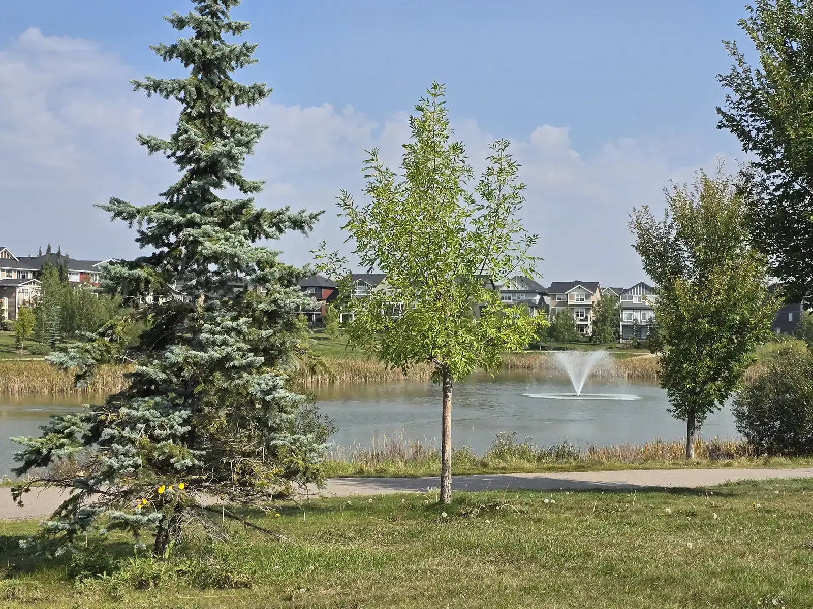The pond at Sunset Ridge, Cochrane Alberta